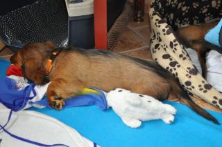 Jamnik d�ugow�osy